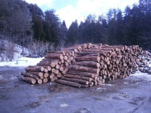 平成24年度 12月〜3月「自伐林業間伐材買い取り日程」